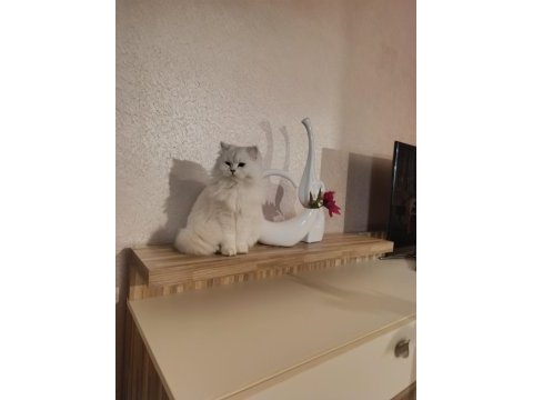 British longhair ny1133
