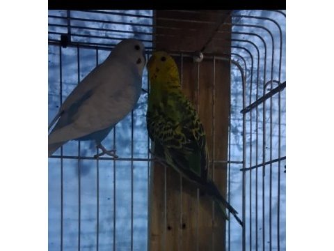 Renk güzeli muhabbet kuşu takımlar