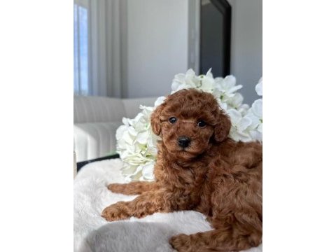 Irk garantili toy poodle 