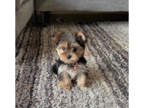 Mini minnak yorkshire terrier bebeklerimiz