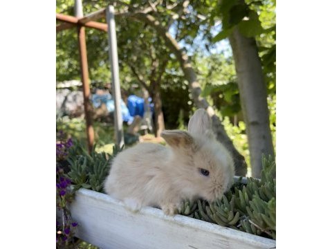 Hollanda lop tavşan