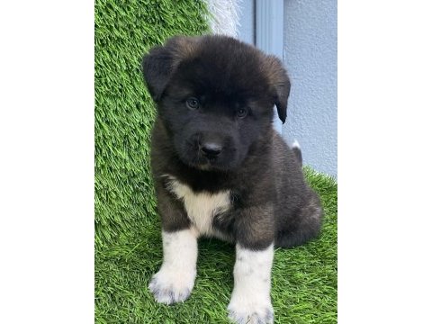 Muhteşem güzellikte akita kurdu yavruları