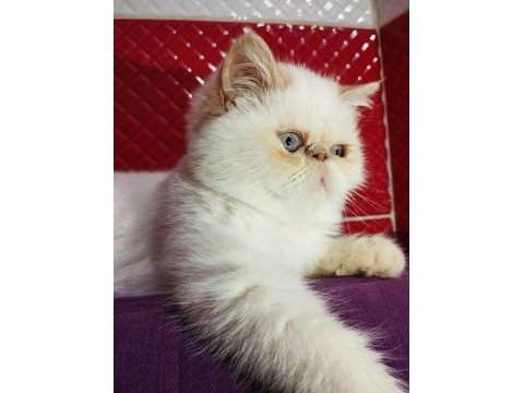 İran exotic red point