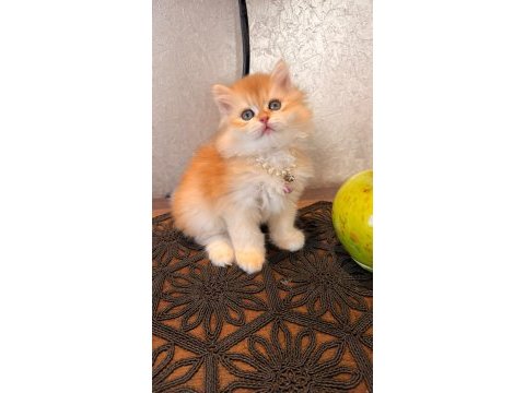 Golden ny12 british longhair safkan bebek