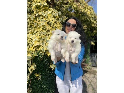 Samoyed yavrularım sağlık ve ırk garantilidir