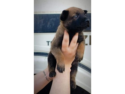 Belçika malinois yavrularımız ırk garantilidir