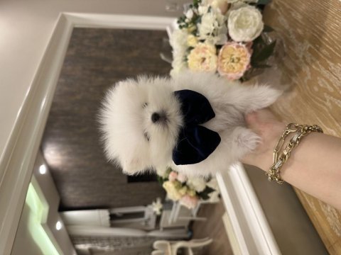 Tea cup cep boy pomeranian beyaz erkek