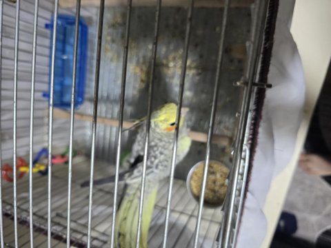 Çok uygun sultan papağanı sormadan geçmeyin sakın