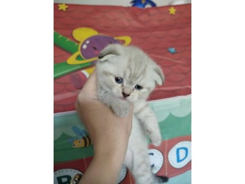 British blue point kızımın yavrularıdır