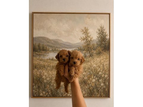 Anne altından safkan maltipoo yavrularım