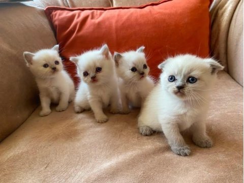 British shorthair yavrularım yuvalarını bekliyor
