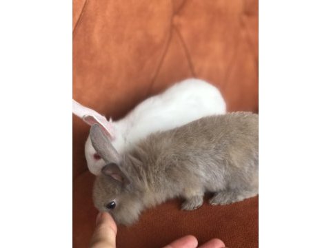 Cüce tavşan yavruları