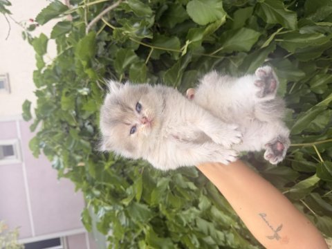 British longhair bebekleri