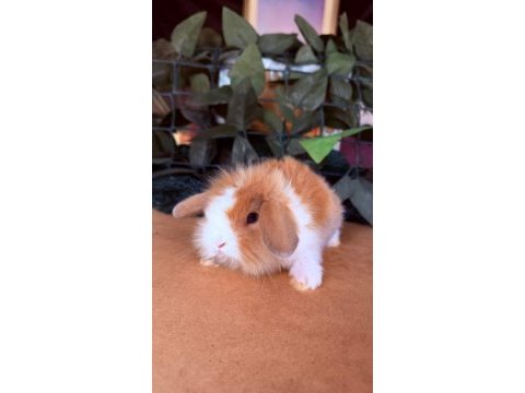 Safkan hollanda teddy lop tavşanı yavrular