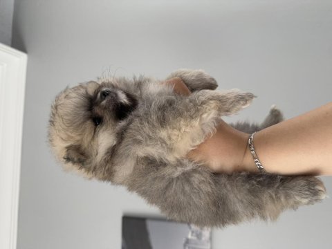 Pomeranian boo