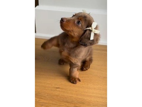 Premium longhair dachshund – zarif uzun tüyleriyle