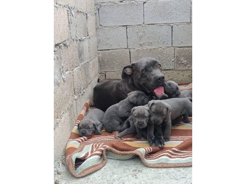 Orjinal cane corso bebekler