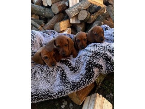 Ankaranın en güzel mini dachshund yavruları