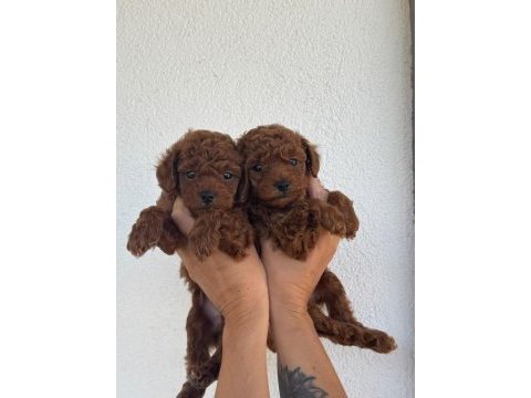 Özel red brown mini toy poodle yavruları