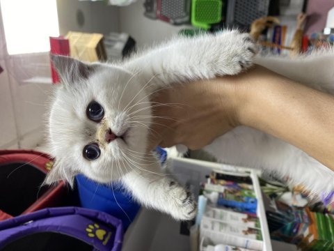 Çok özel british shorthair yavrularımız 