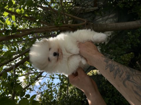 Pomeranian boo orjinal ayı surat bebeğim