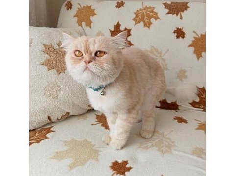 Persian chinchilla