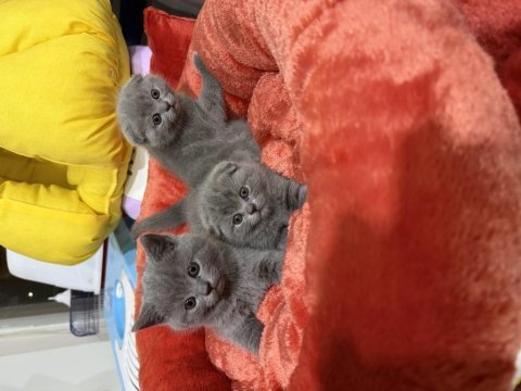 Sevimli scottish fold bebekler