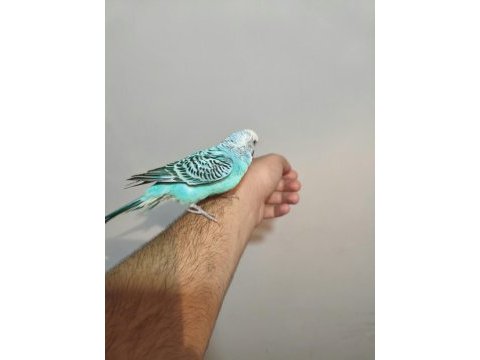 Acil satılık konuşan muhabbet kuşu