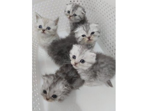 Harika show scottish fold yavrular