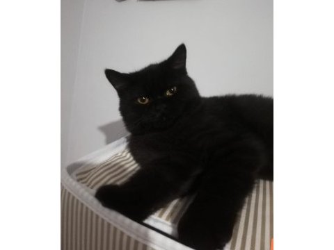 Sevimli bıdık british shorthair