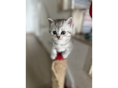 British shorthair kedim
