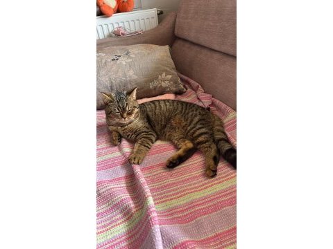 British shorthair kedimize yuva arıyoruz