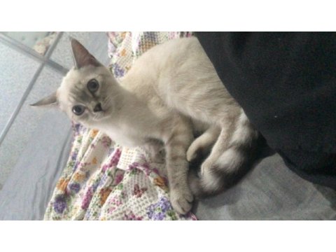 2 aylık kedimize yeni yuva