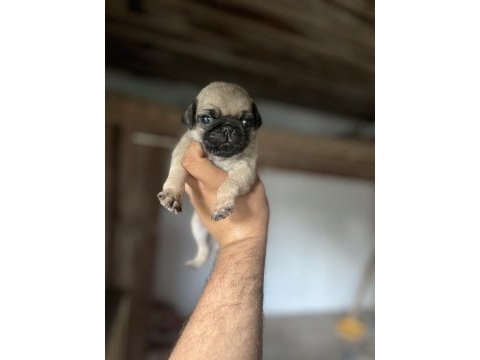 Kısa bacak pug sıfır burun iri kemik yapısı