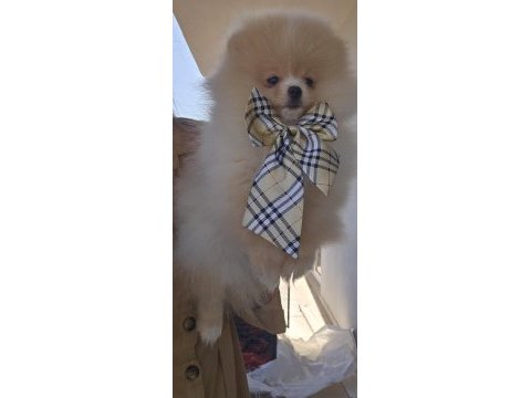 Ayı surat pomeranian yavrumuz
