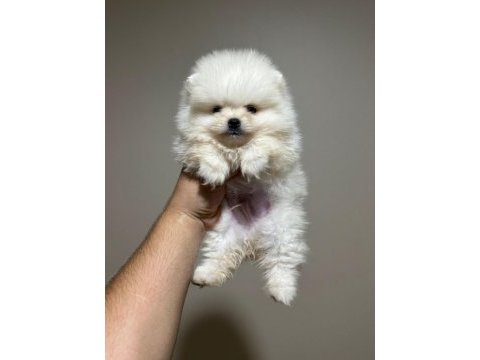 Kar beyazı pomeranian bebekler