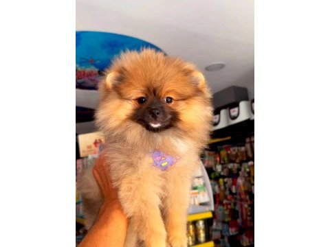 Minik pomeranian prenses