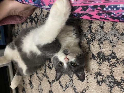 British shorthair 4 aylık