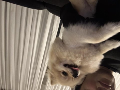 Pomeranian en küçük boy erkek