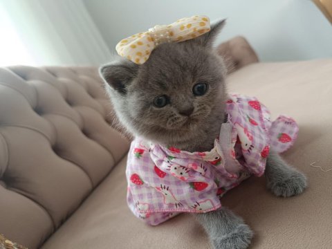 50 günlük sevimli british shorthair kız bebeğimiz