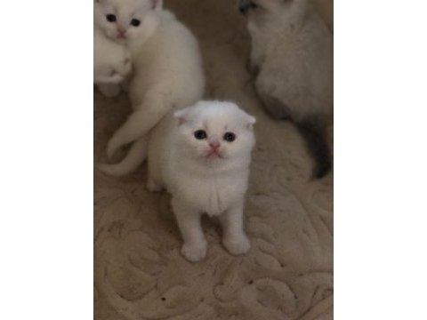 Dünya tatlıları scottish fold ballarım