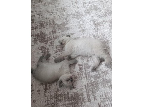 Güzel scottish fold bebeklerimiz sahiplenilmeye hazır