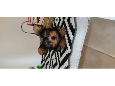 3 aylık dişi tea cup yorkshire terrier