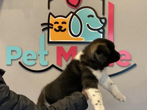 Petmode köpek çiftliğinden american akita_inu