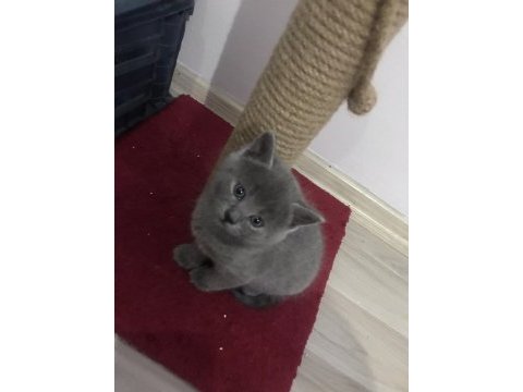 Russian blue dişi