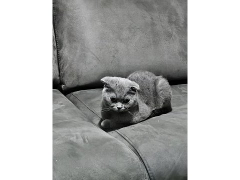 Ücretsiz sahiplendirme scottish fold dişi
