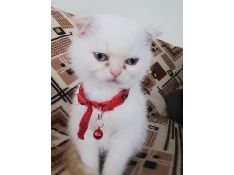 Ücretli sahiplendirme scottish fold blue point
