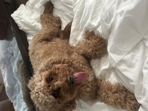 Yeni doğan toy poodle bebek surat yavrular