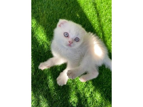 Kırık kulak pamuk gibi yavru scottish fold
