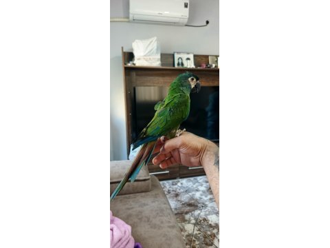 5 aylık bebek cüce macaw